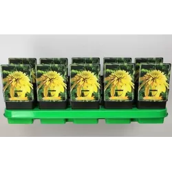 Ežiuolė - Echinacea ECCENTRIC YELLOW
