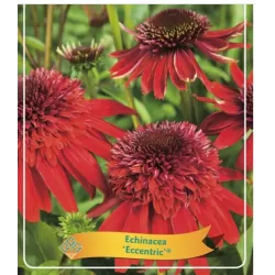 Echinacea ECCENTRIC RED