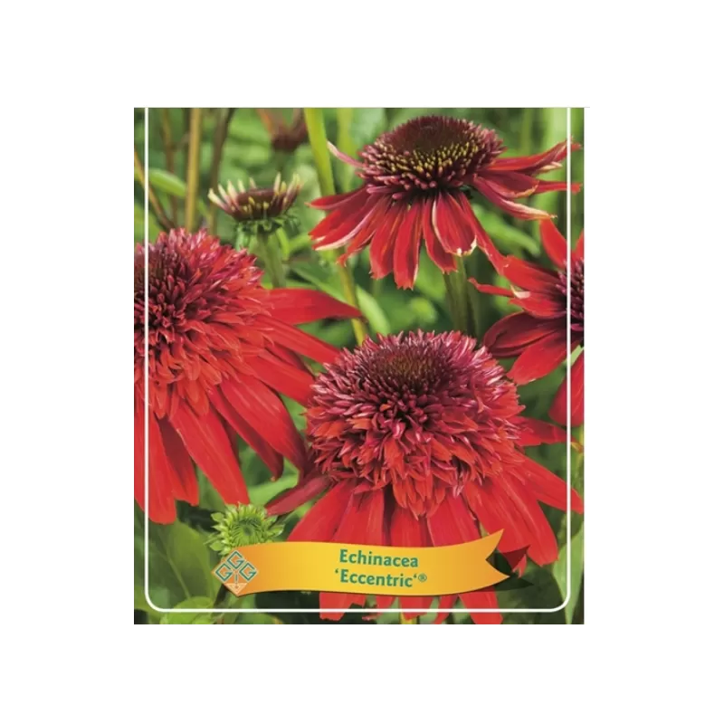 Ežiuolė - Echinacea ECCENTRIC RED