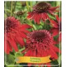 Ežiuolė - Echinacea ECCENTRIC RED