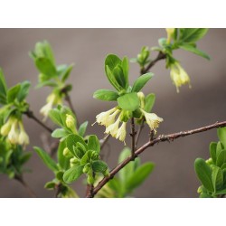 Honeyberry - Lonicera caerulea var. edulis