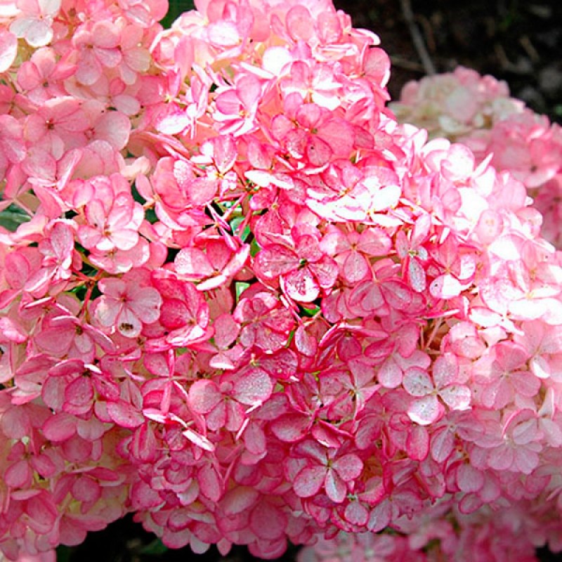 Hydrangea paniculata LIVING TOUCH OF PINK
