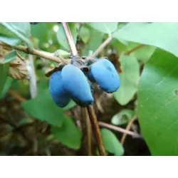 Sausmedis - Lonicera caerulea kamtschatica KALINKA (KOLINKA)