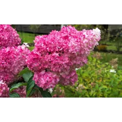 Hydrangea paniculata MEGA MINDY