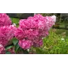 Hydrangea paniculata MEGA MINDY