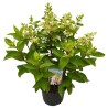 Šluotelinė hortenzija - Hydrangea paniculata MEGA MINDY