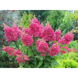 Hydrangea paniculata MEGA MINDY