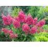 Hydrangea paniculata MEGA MINDY