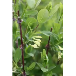 Užsisakyk augalus pavasariui jau dabar