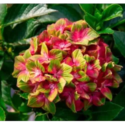 Darželinė hortenzija - Hydrangea macrophylla SCHLOSS WACKERBARTH ®