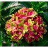 Darželinė hortenzija - Hydrangea macrophylla SCHLOSS WACKERBARTH ®