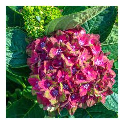 Darželinė hortenzija - Hydrangea macrophylla SCHLOSS WACKERBARTH ®