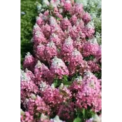 Šluotelinė hortenzija - Hydrangea paniculata MAGICAL VESUVIO
