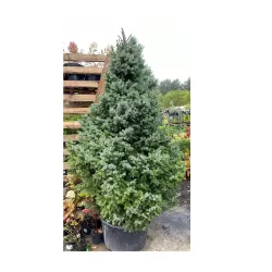 Garden plants/Trees/Flowers/ web-shop