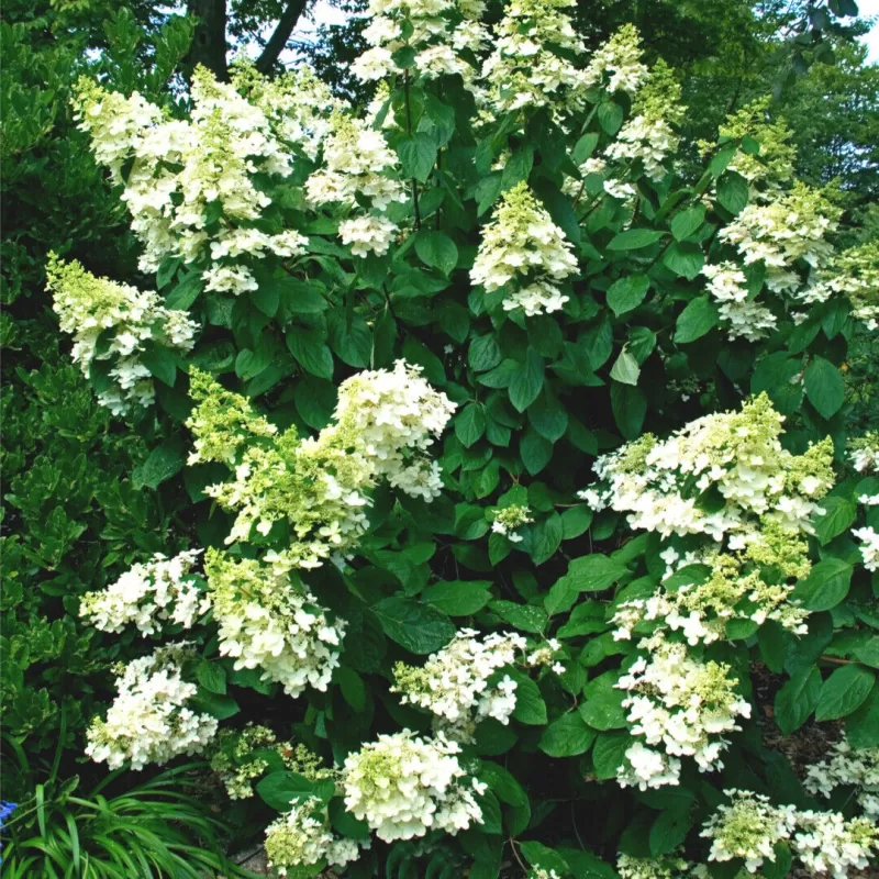 Šluotelinė hortenzija - Hydrangea paniculata BABY LACE
