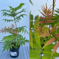 Šermukšnialapė lanksvūnė - Sorbaria sorbifolia Sem