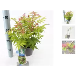 Šermukšnialapė lanksvūnė - Sorbaria sorbifolia SEM