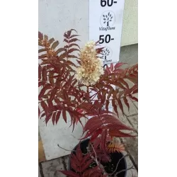 Šermukšnialapė lanksvūnė - Sorbaria sorbifolia SEM