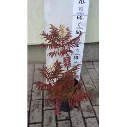 Šermukšnialapė lanksvūnė - Sorbaria sorbifolia SEM