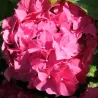 Darželinė hortenzija - Hydrangea macrophylla FREUDENSTEIN
