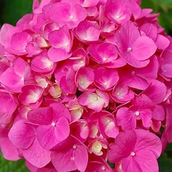 Darželinė hortenzija - Hydrangea macrophylla FREUDENSTEIN