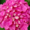 Darželinė hortenzija - Hydrangea macrophylla FREUDENSTEIN