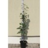 Rowan - Sorbus Arranensis