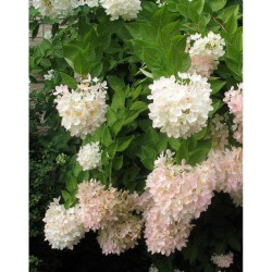 Šviesioji hortenzija - Hydrangea arborescens GRANDIFLORA