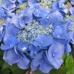 Darželinė hortenzija - Hydrangea macrophylla BLAUMEISE