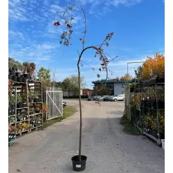 Užsisakyk augalus pavasariui jau dabar