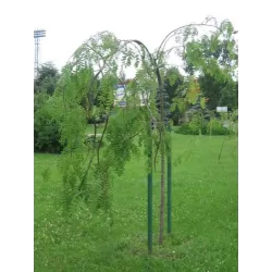 Užsisakyk augalus pavasariui jau dabar