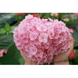 Darželinė hortenzija - Hydrangea macrophylla LOVE (You & Me Love)