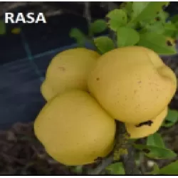 Svarainis - Chaenomeles japonica RASA