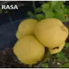 Svarainis - Chaenomeles japonica RASA