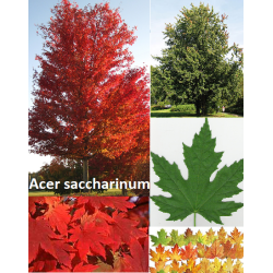 Sidabrinis klevas - Acer saccharinum