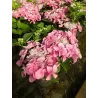 Hydrangea macrophylla Nizza