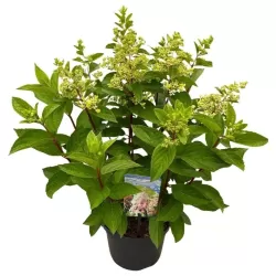Hydrangea macrophylla Nizza