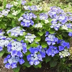 Hydrangea macrophylla Nizza