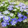 Hydrangea macrophylla Nizza