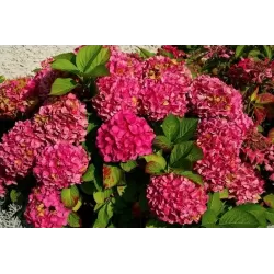 Hydrangea macrophylla ALPENGLUHEN