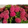 Hydrangea macrophylla ALPENGLUHEN