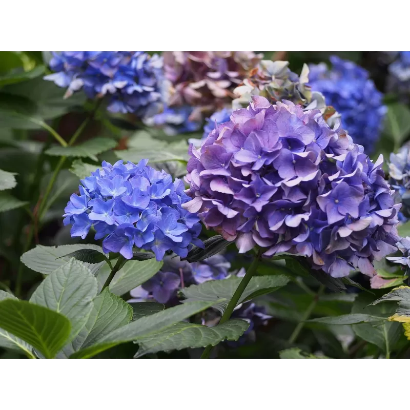 Didžialapė hortenzija - Hydrangea macrophylla ALPENGLUHEN