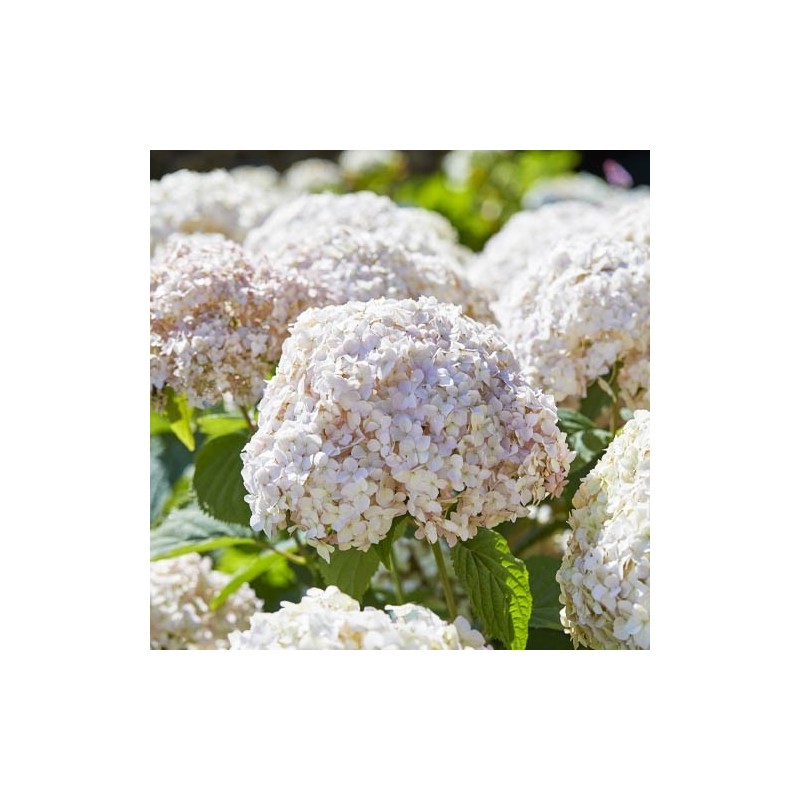 Šviesioji hortenzija - Hydrangea arborescens Candybelle MARSHMALLOW ®