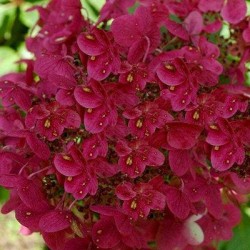 Šluotelinė  hortenzija - Hydrangea paniculata WIMS RED