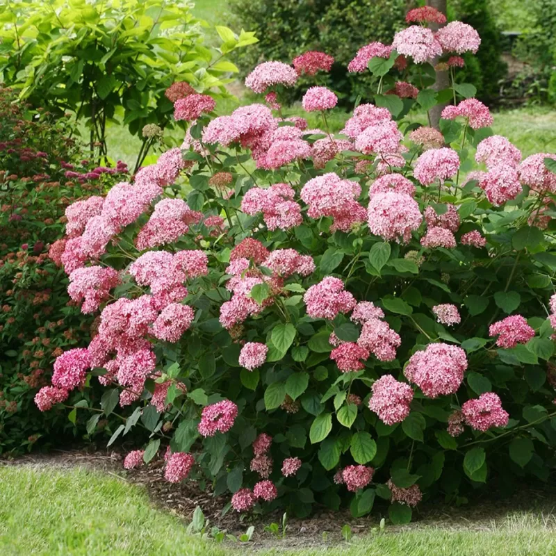 Šviesioji hortenzija - Hydrangea arborescens PINK PERCUSSION (PINK PINCUSHION)®