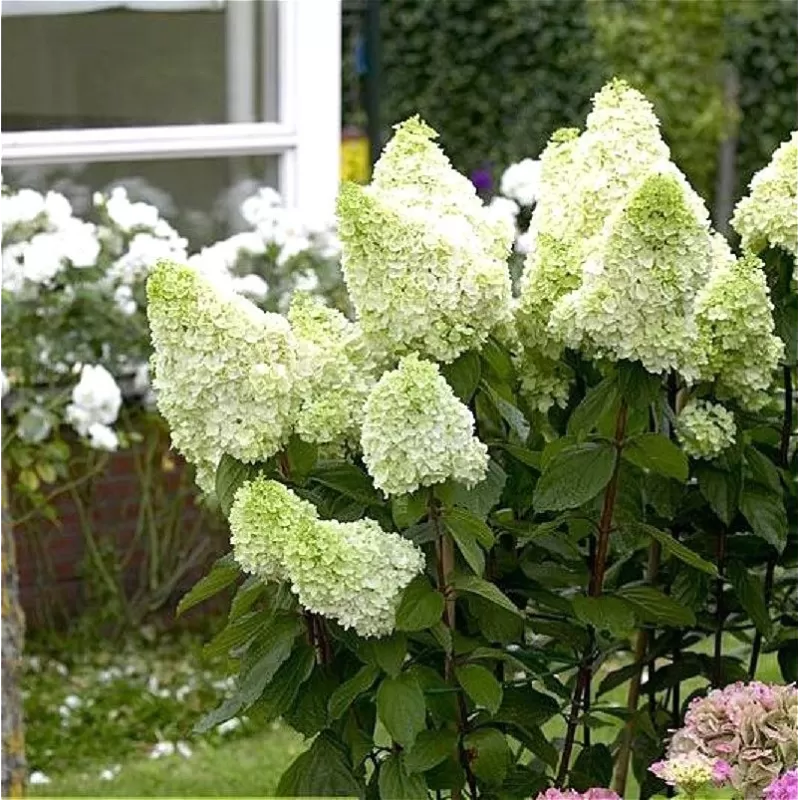 Šluotelinė hortenzija - Hydrangea paniculata MAGICAL MOONLIGHT