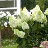 Šluotelinė hortenzija - Hydrangea paniculata MAGICAL MOONLIGHT
