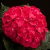 Hydrangea macrophylla RED BARON