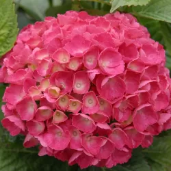 Darželinė hortenzija - Hydrangea macrophylla RED BARON