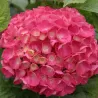 Hydrangea macrophylla RED BARON